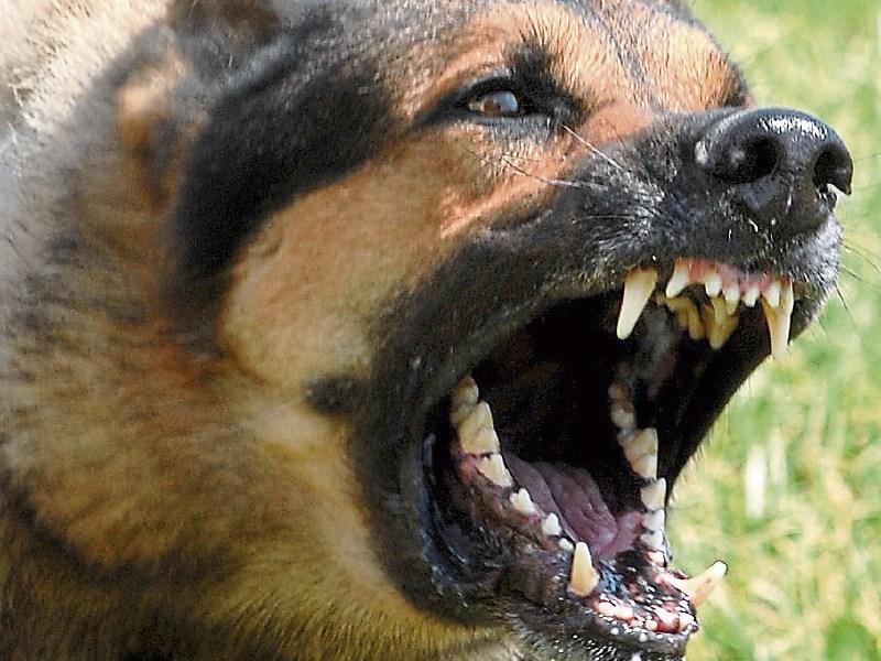 'Robust legislation' to enforce responsible dog ownership needed – Lowry