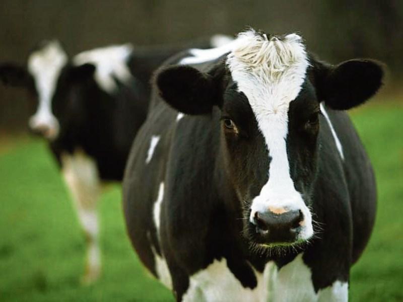 Complete dairy herd up for auction in Offaly