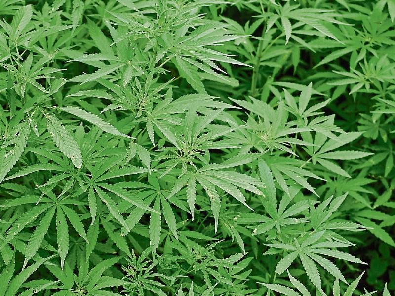 Huge €1m drug bust in Dublin Airport sees gardaí arrest and charge a man in his 30s
