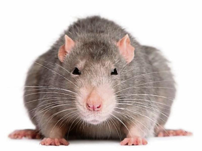 Offaly homeowners warned of rat infestations in wake of snow storm