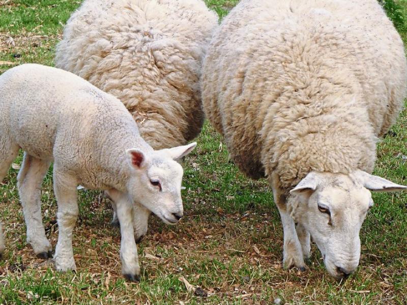 Lift in lamb prices