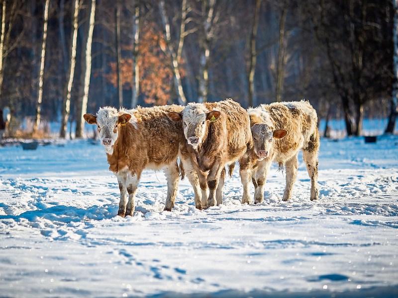 Offaly receives 10 extra places on Rural Social Scheme 