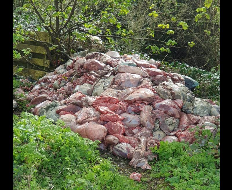 Huge amount of 'raw meat' dumped in rural area of Tipperary