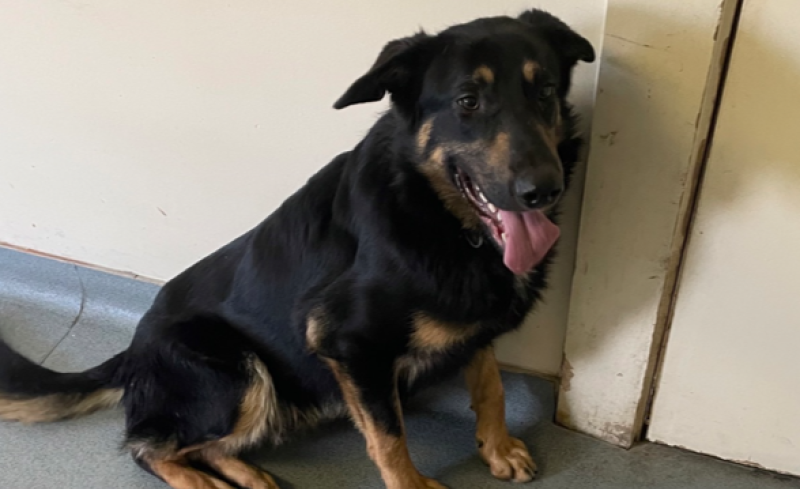 One of the lovely dogs seeking a good home at Offaly Dog Shelter