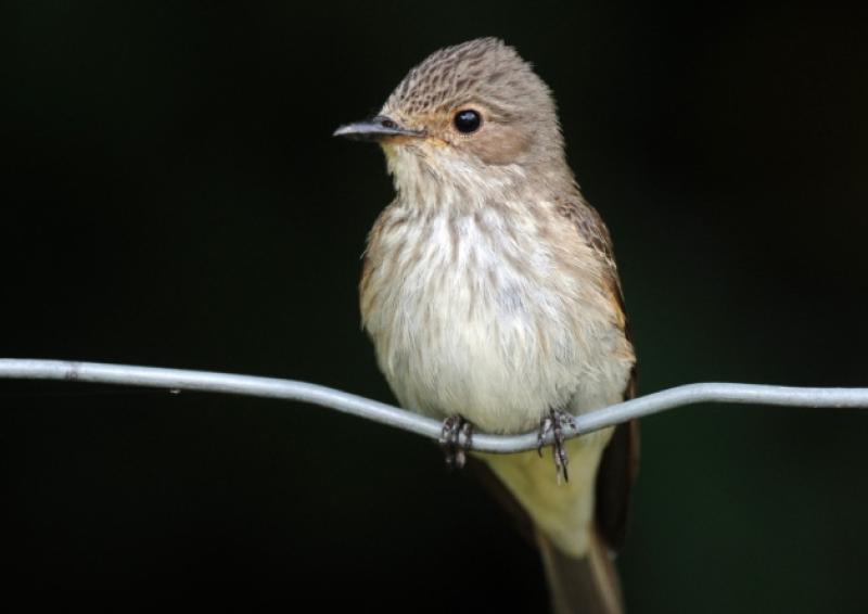 Spotted Flycatcher