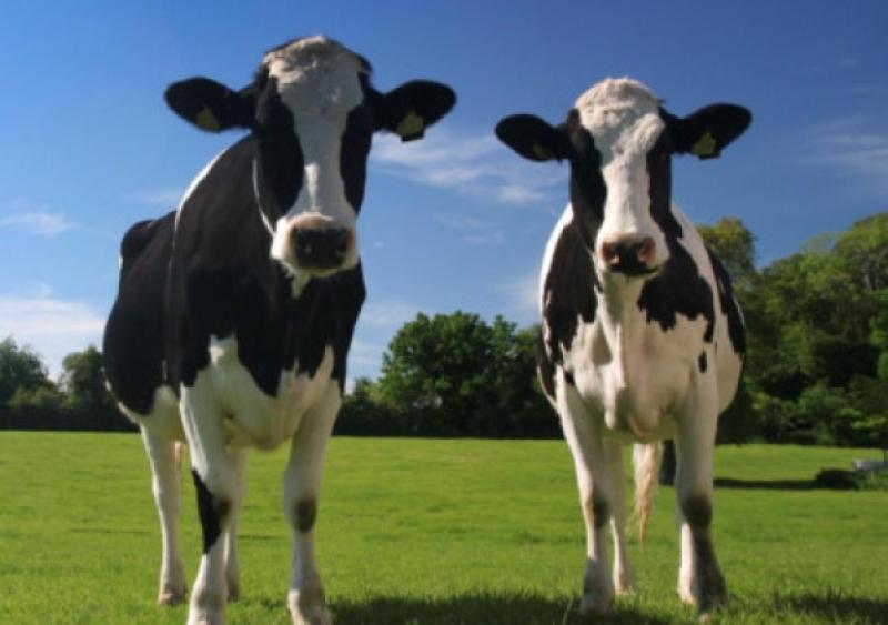 Midlands MEP calls for action on fodder crisis