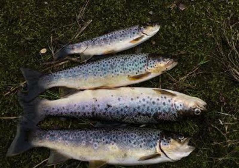 Shocking! Were fish in Offaly killed in bizarre way?