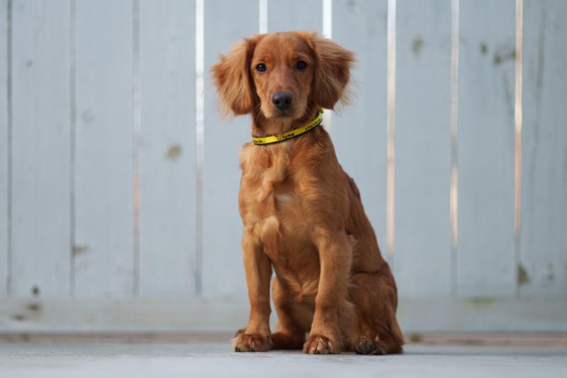 Offaly dog shelter caring for 16 surrendered and stray dogs