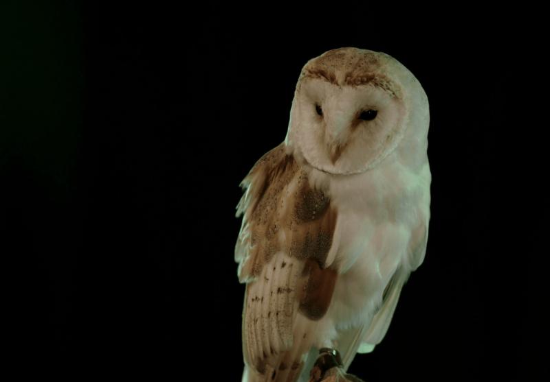 Landing: RTÉ teases return of the owl ahead of new season 