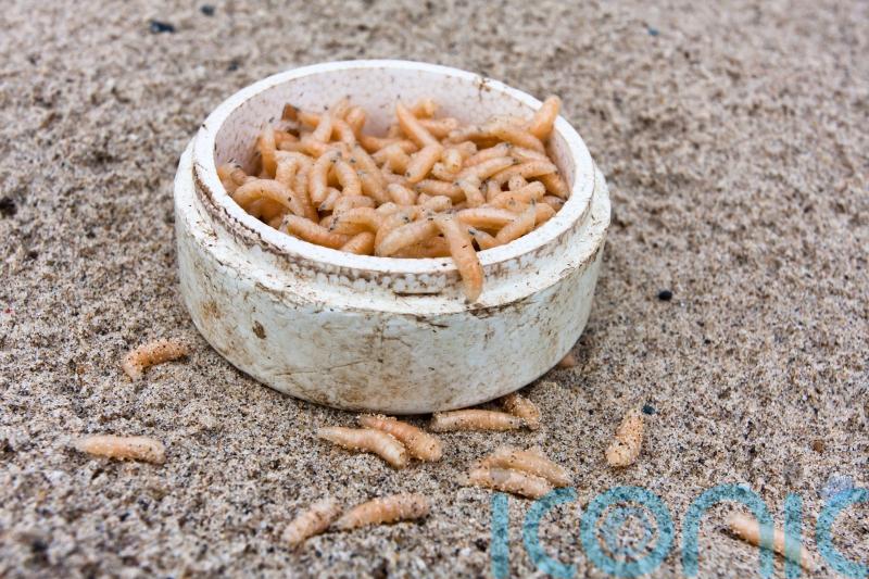 Maggots fall from classroom ceiling on to children’s desks