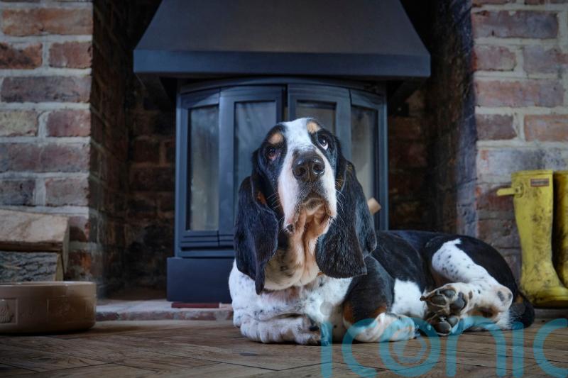 10 of the best dog-friendly hotels in the UK