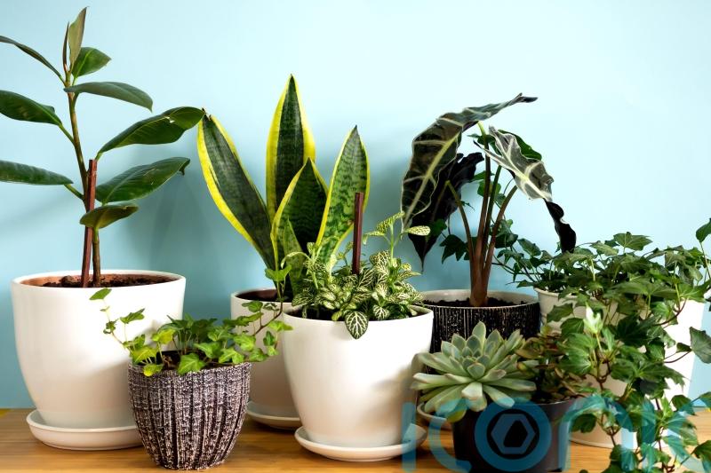 What NOT to do to your houseplants if you want them to survive