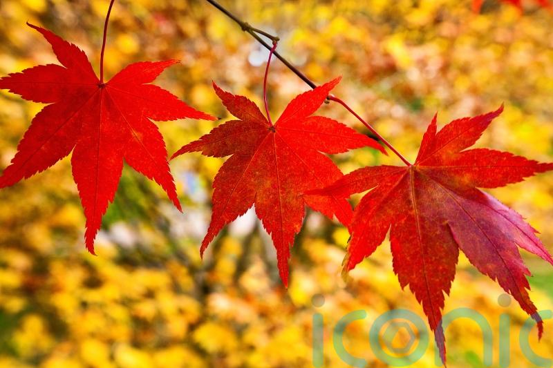 These Japanese maples will bring a world of autumnal colour to your garden