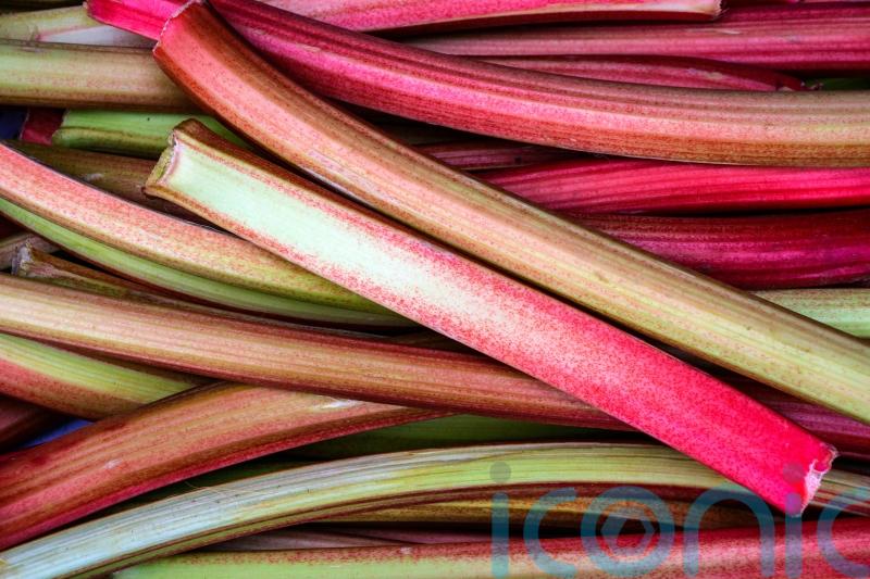 Love rhubarb? Save on grocery bills by growing your own