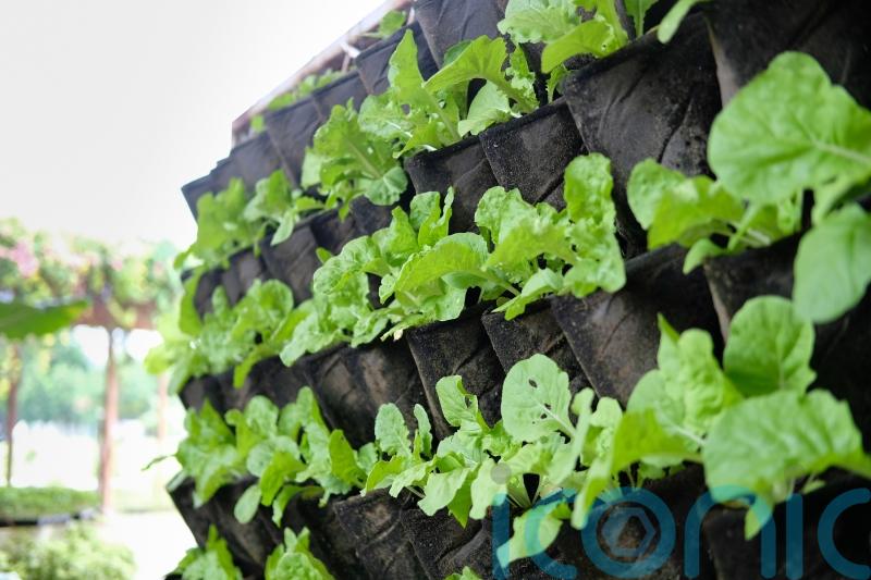 How to create a vertical allotment in a small space