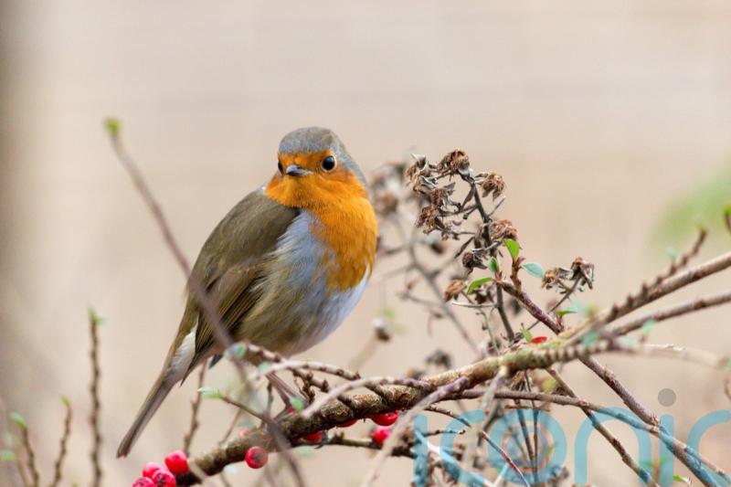 These winter plants will help attract wildlife to your garden