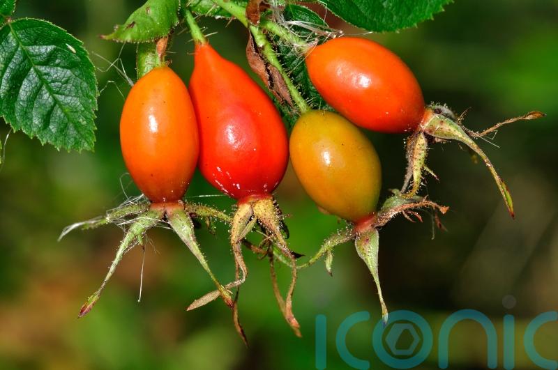 How to add rose hips to your winter displays