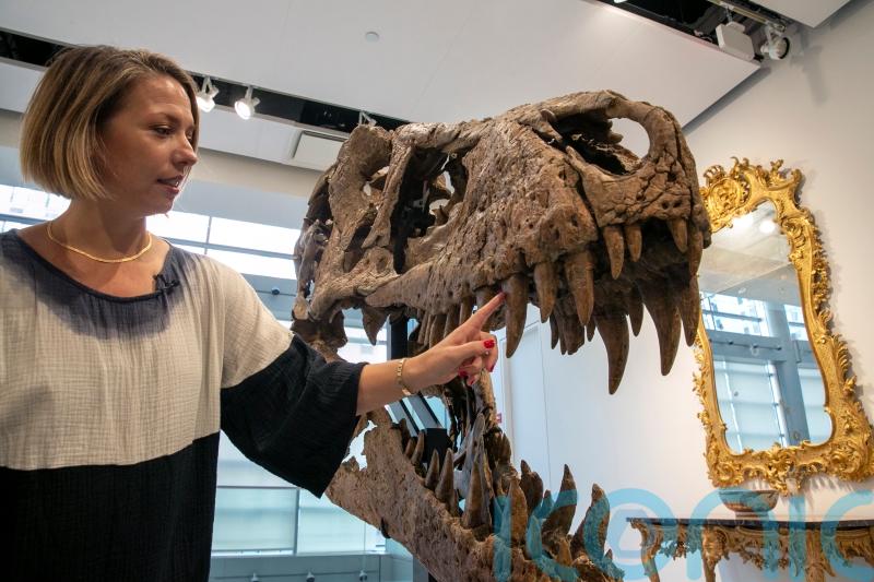 Tyrannosaurus rex skull set for auction, expected to fetch enormous sum