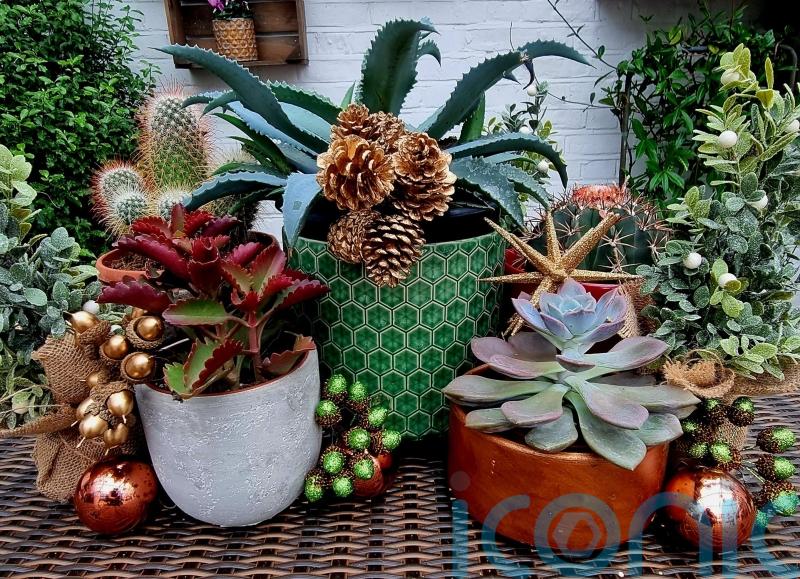 How to give your houseplants the wow factor this Christmas