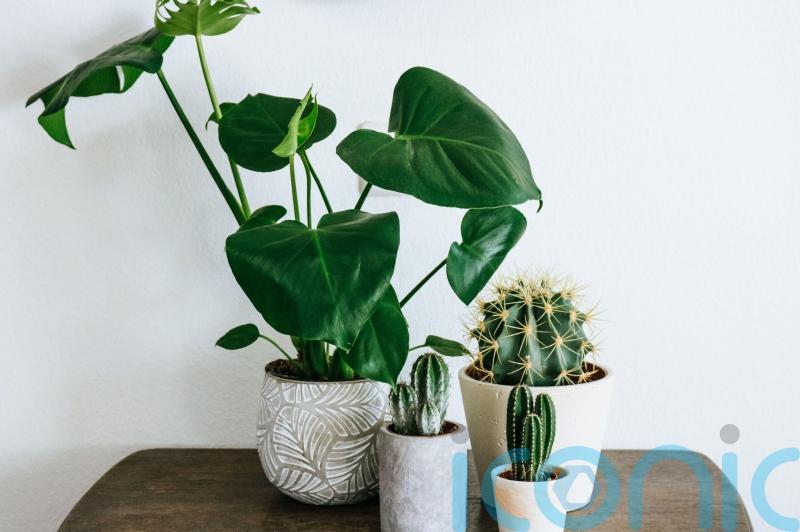 New Year, new houseplant – what will be big in 2023?