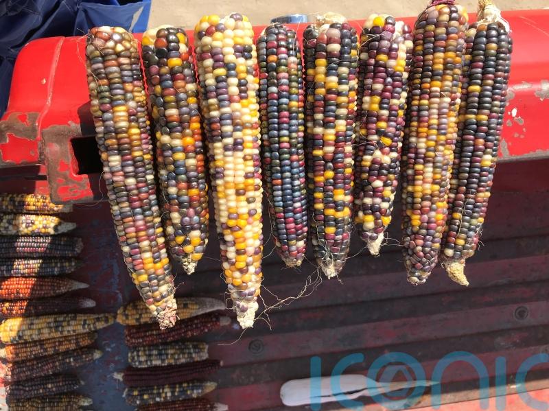 Try growing these weird and wonderful veg in 2023