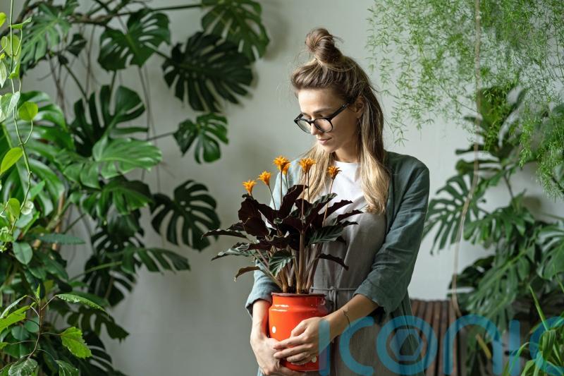 The best houseplants to boost your wellbeing