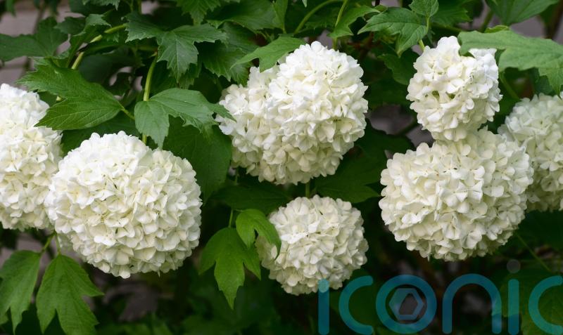 Create beautiful boundaries with easy-care shrubs
