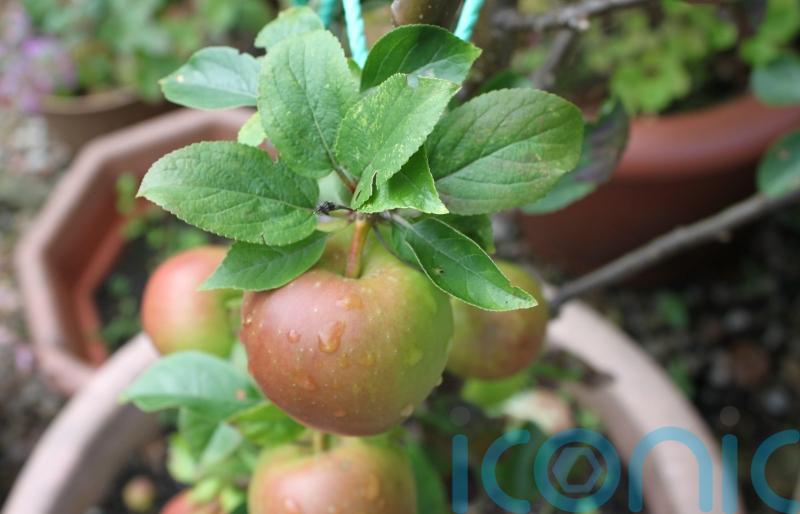 5 of the best fruit trees to grow in pots
