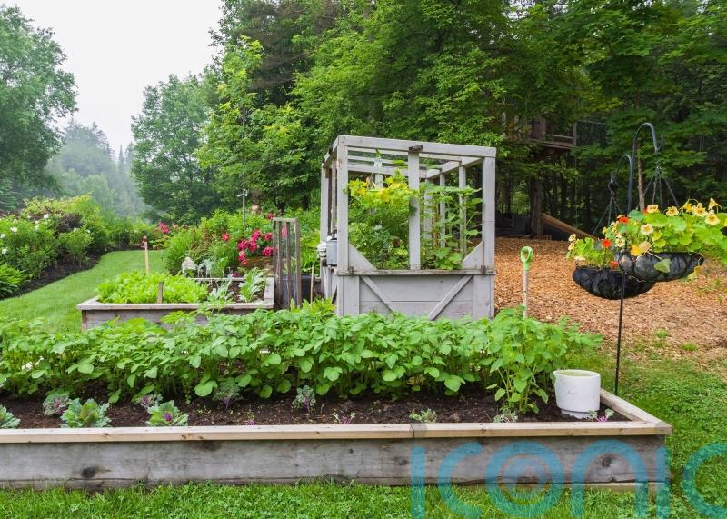 Save money by planting your own summer salad box