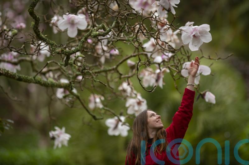 Incredible blossom show coming this April