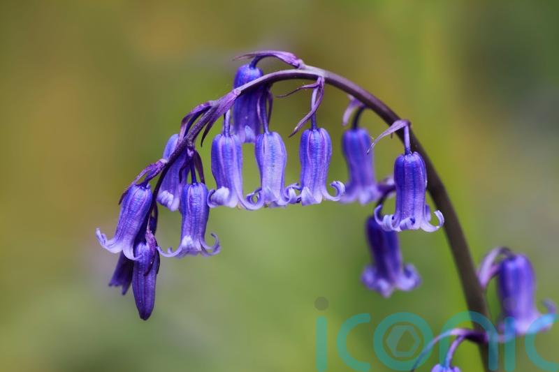 Why we should grow native bluebells