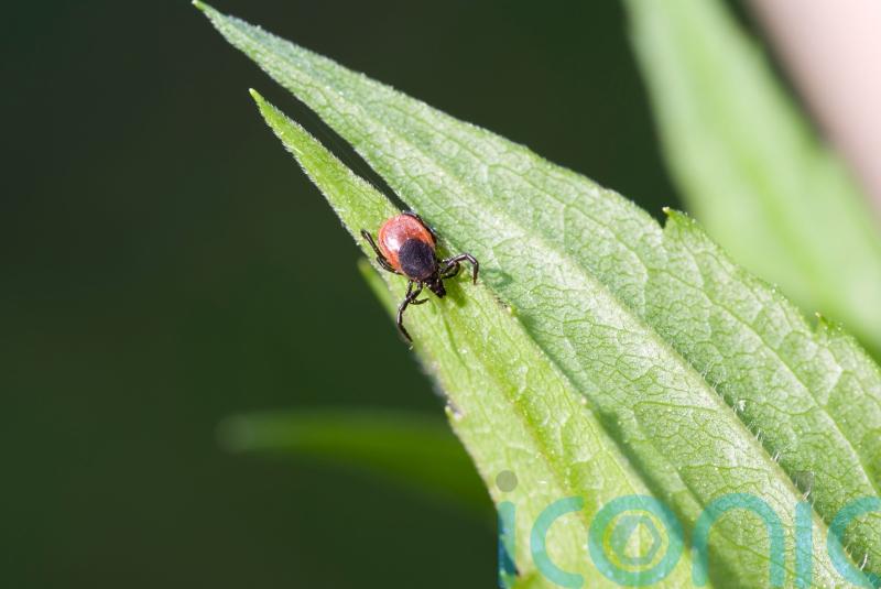 How to protect yourself from the new rare tick-borne disease
