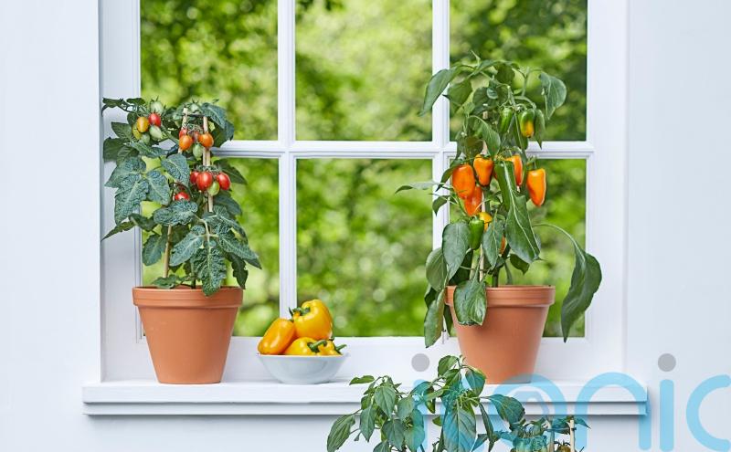 Grow your own salad bar on your windowsill