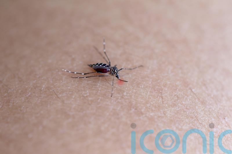 Should you be worried about dengue fever on your next European holiday?