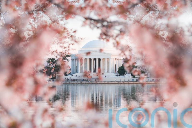 Can’t get to Japan? Have you heard of the other cherry blossom festival?