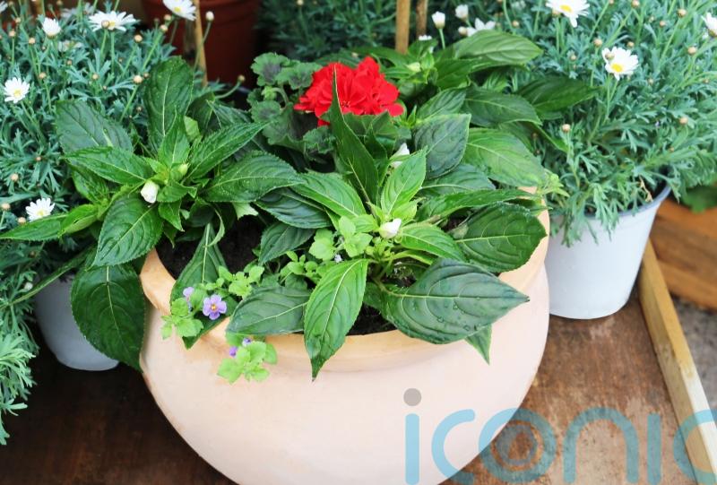 Coronation planter: A step-by-step guide to creating a red, white and blue garden container