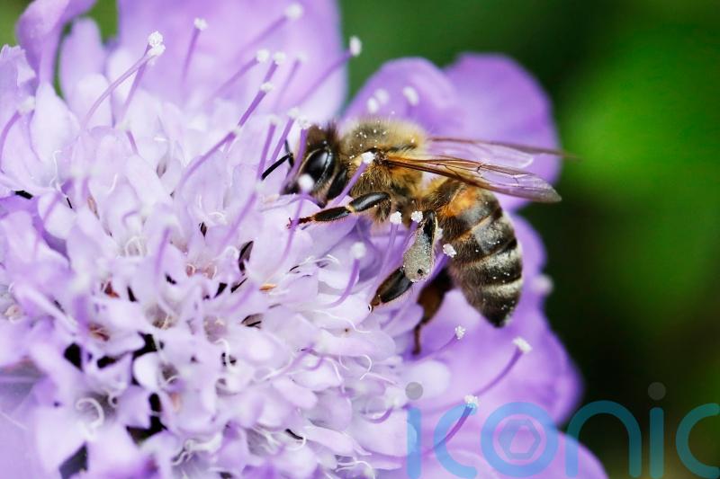 Wildlife gardening with a modern twist