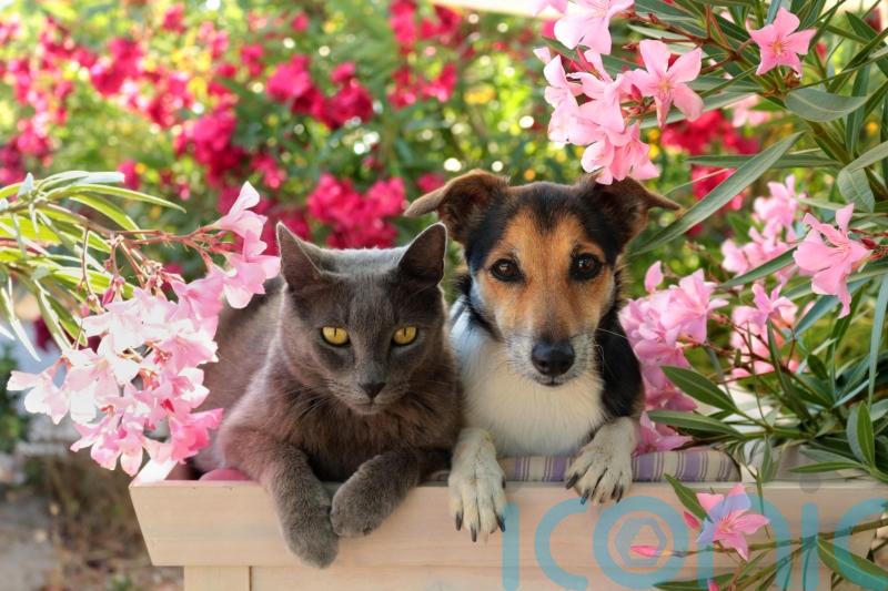 How often should you clean your pet’s belongings?