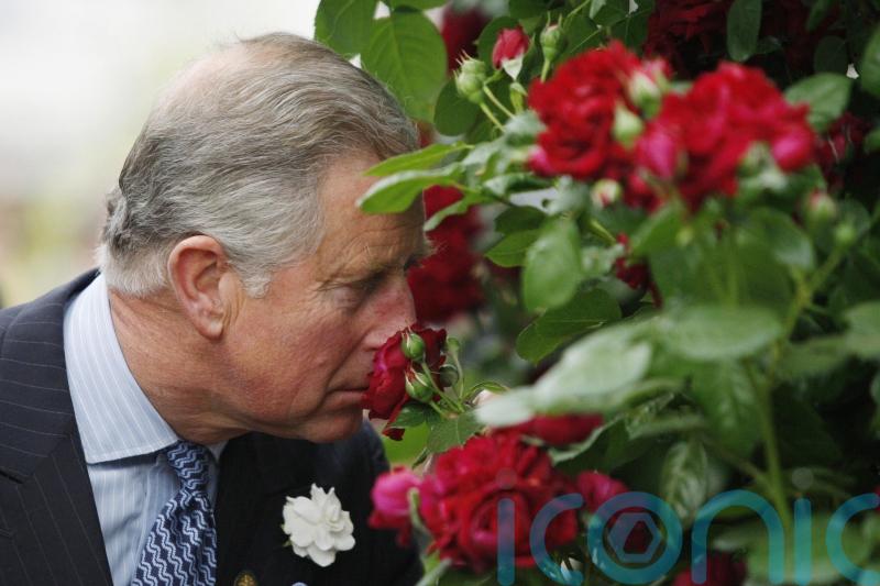 What’s in store at this year’s RHS Chelsea Flower Show?