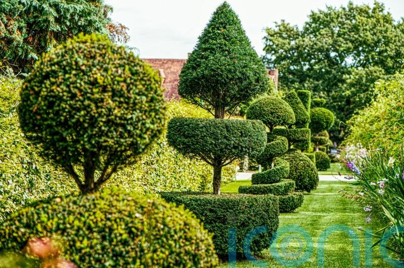 A beginner’s guide to topiary