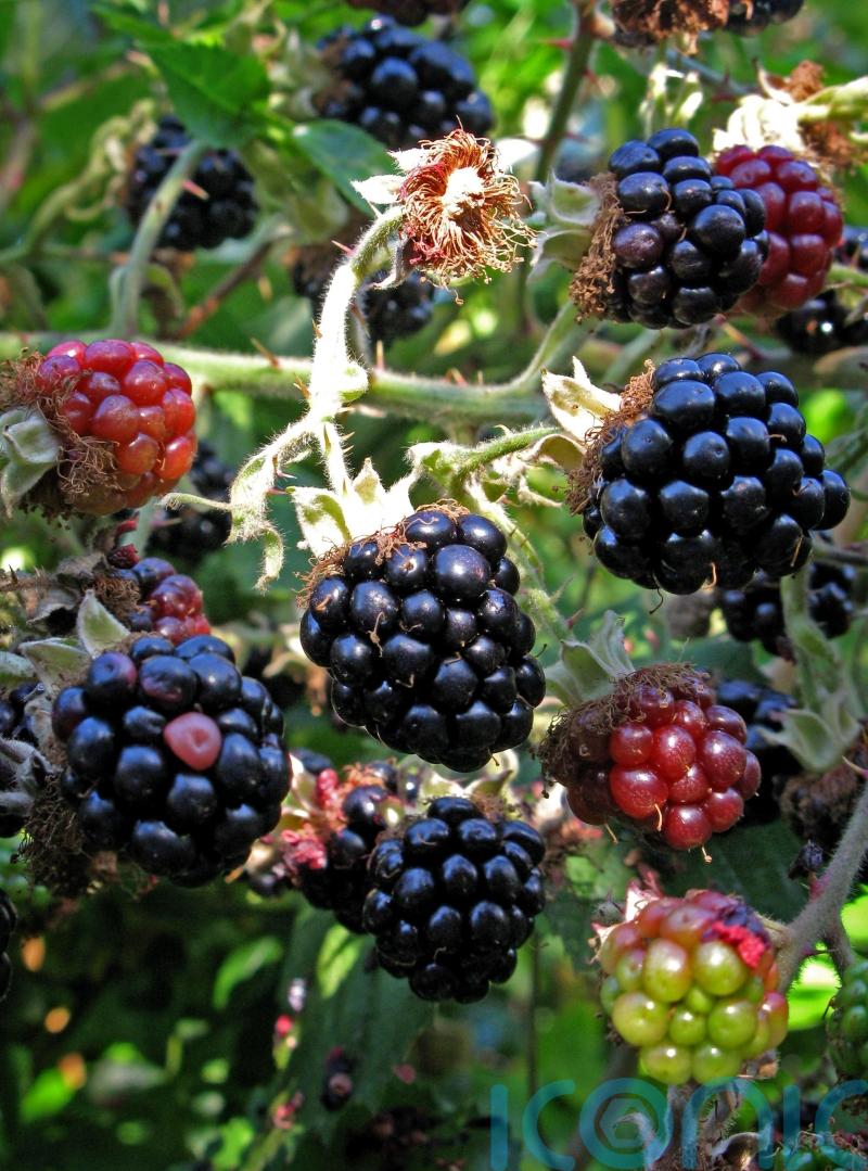 Apples and blackberries may help lower chances of developing frailty – study