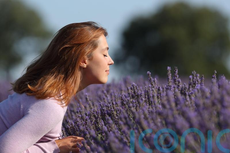 The best scented plants to enhance your balmy summer evenings
