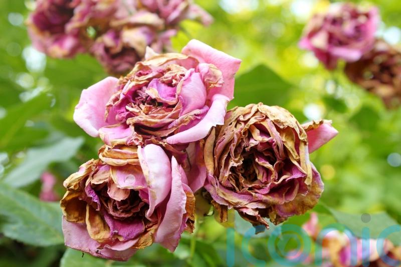 What’s wrong with my roses?
