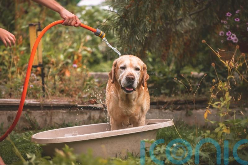How to take care of pets in the heat