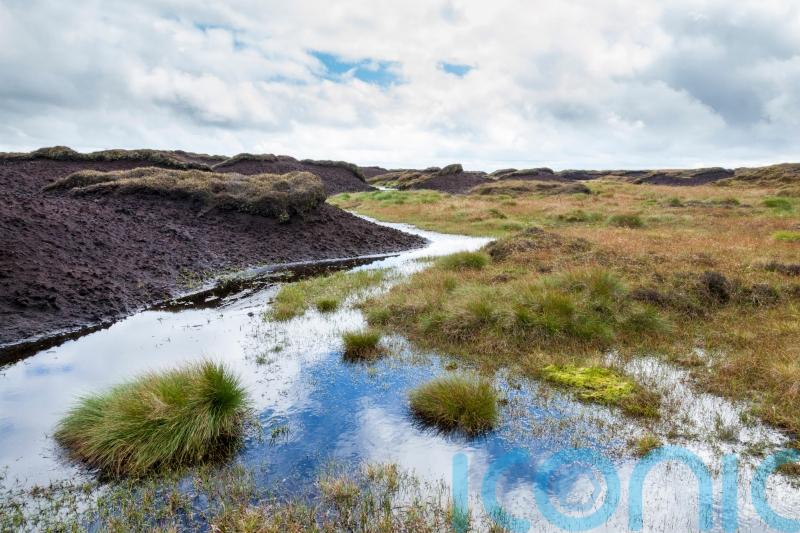 Peat alternatives – and why we need to be using them
