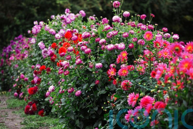 5 late summer blooms to plant now