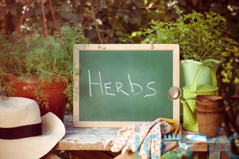 How to create a kitchen herb garden