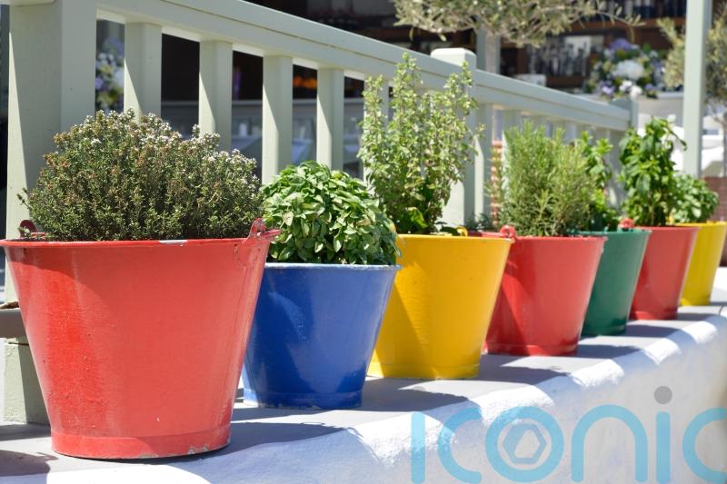 How to perk up urban balcony gardens and window boxes