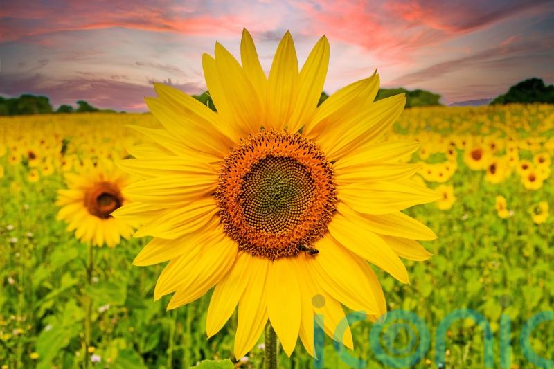 3 of the best UK sunflower fields to snap a selfie in