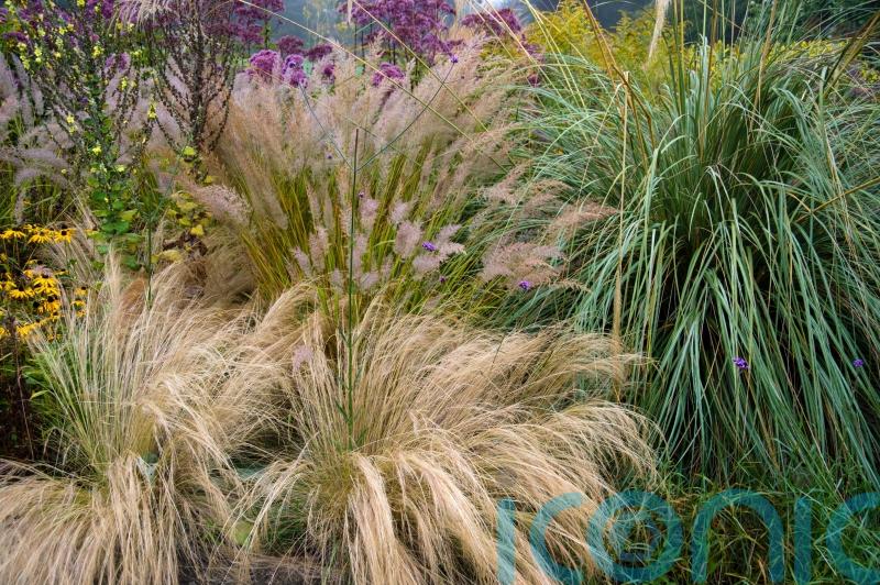 5 ornamental grasses to add movement to your garden